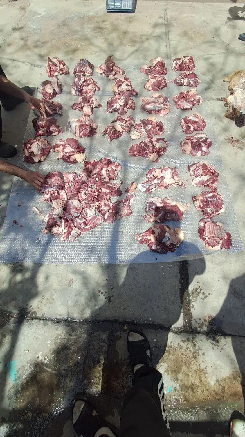 گوسفند زنده مغان|حیوانات مزرعه|بهارستان, |دیوار