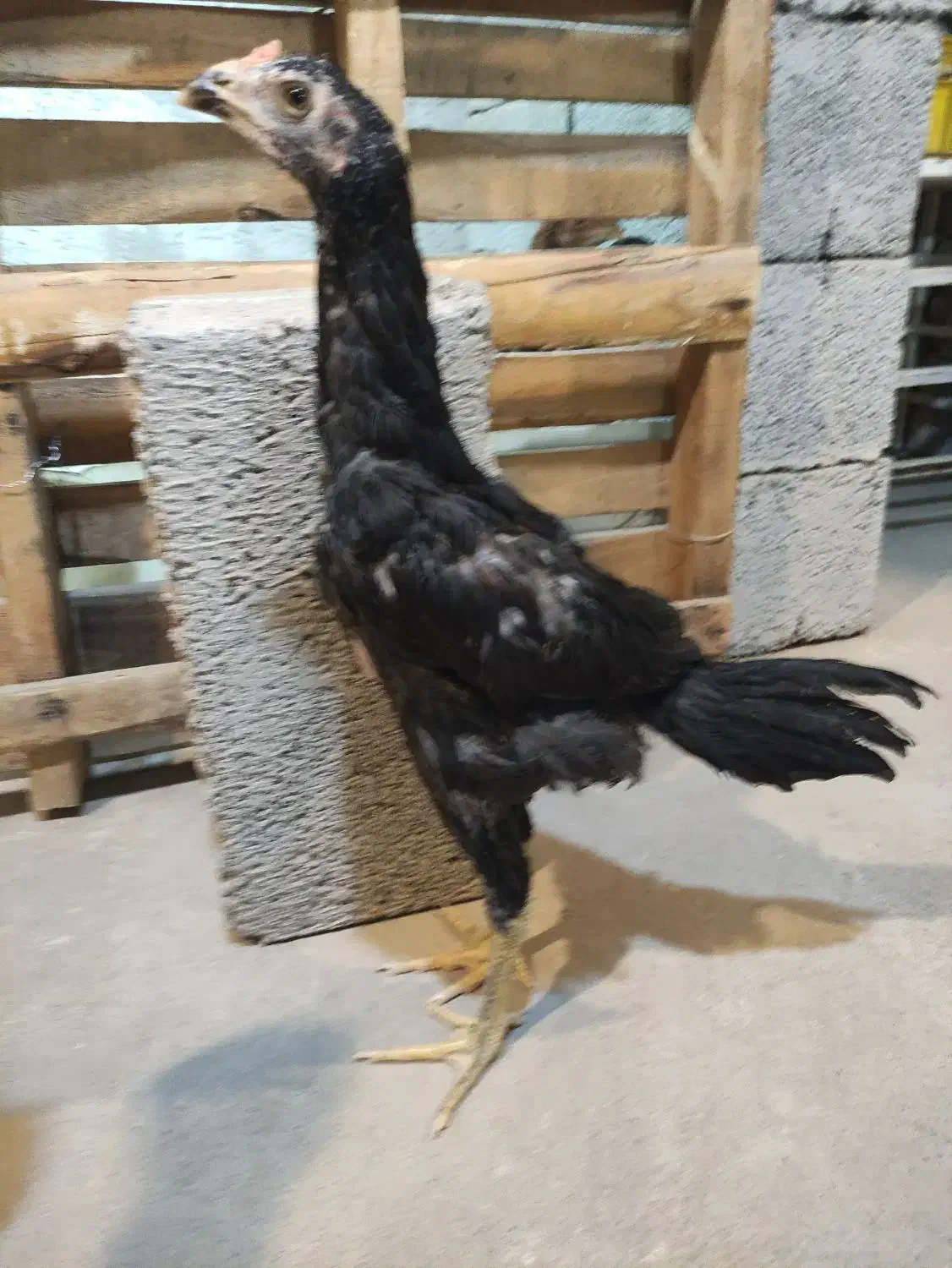 لاری جوجه|حیوانات مزرعه|کرمان, |دیوار