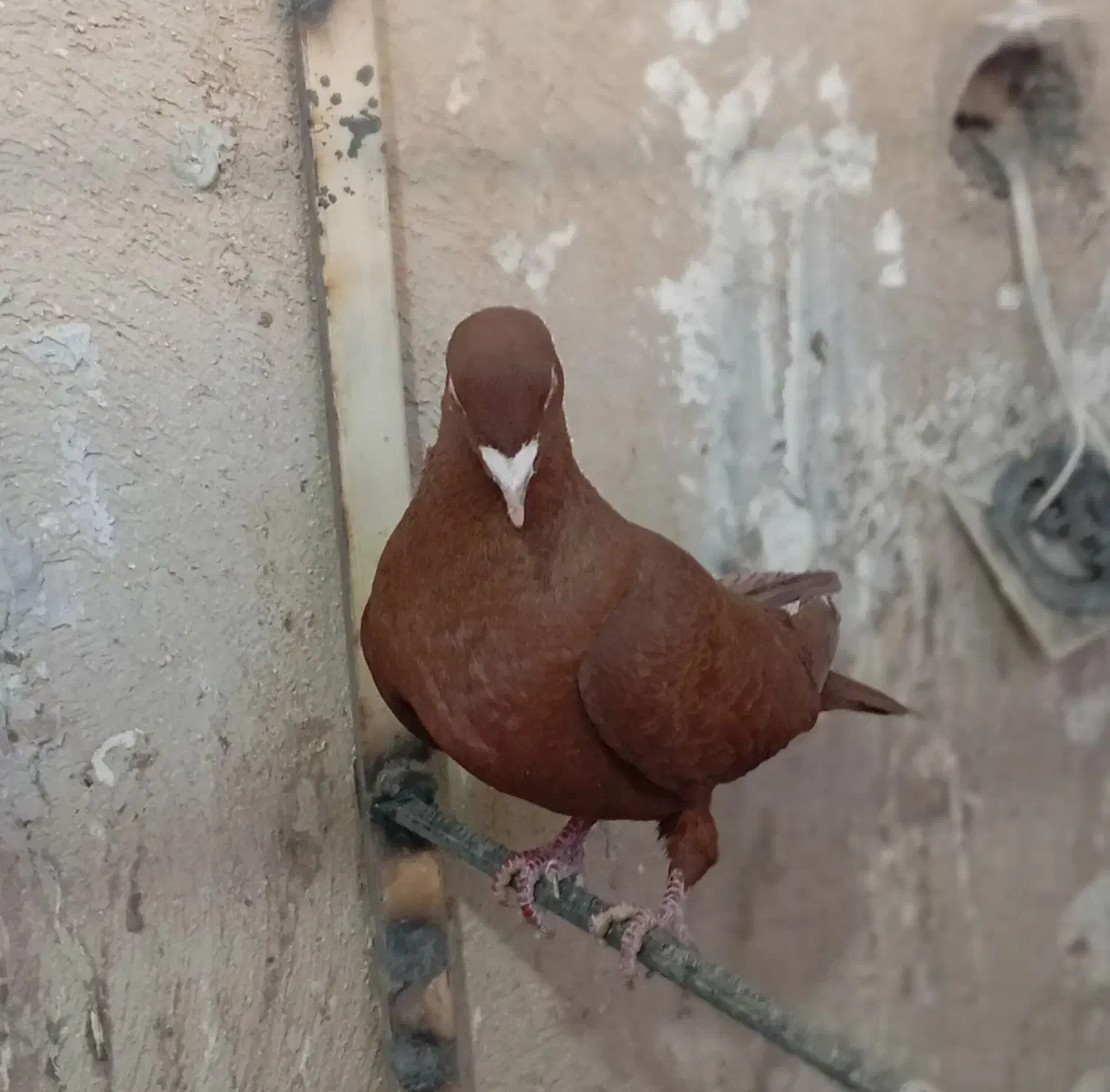 یه جفت سرخ|پرنده|قزوین, |دیوار