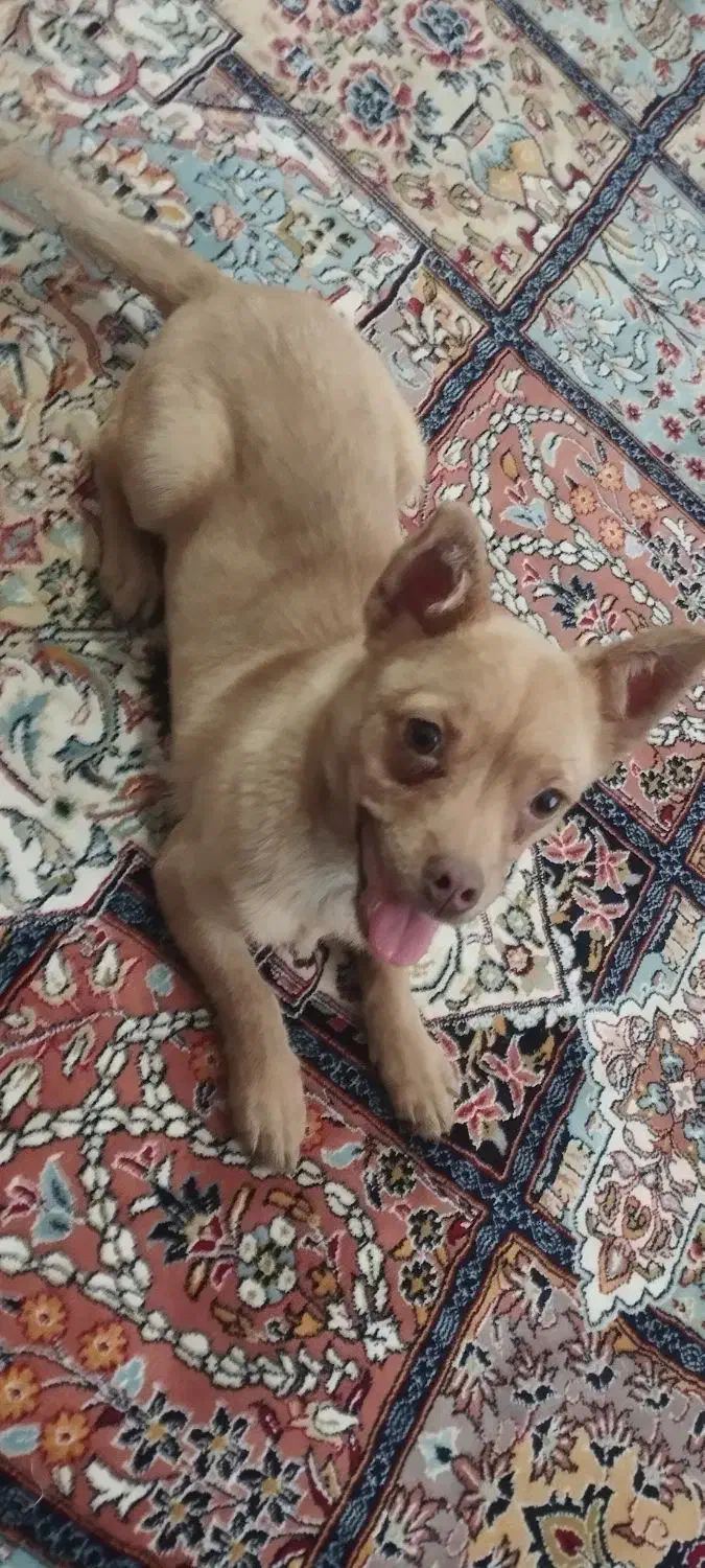 سگ پامری|سگ|سربیشه, |دیوار