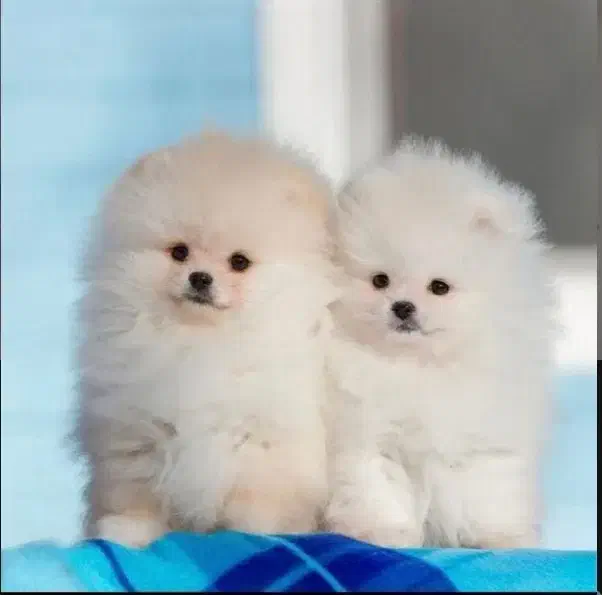 توله سگای پامرانین عروسکی|سگ|شیراز, ارم|دیوار