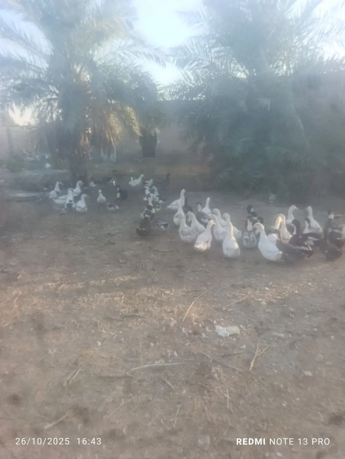 اردک بزرگ تخم گذار|حیوانات مزرعه|اهواز, کوی مندلی(سه راه خرمشهر)|دیوار