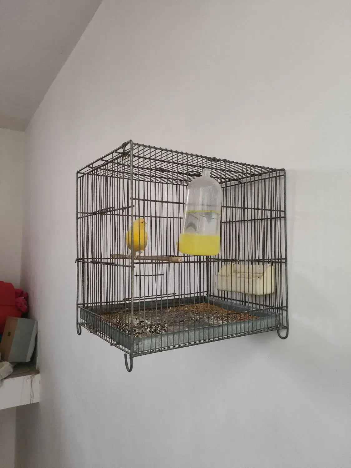 قناری نر|پرنده|قرچک, زیبا شهر|دیوار