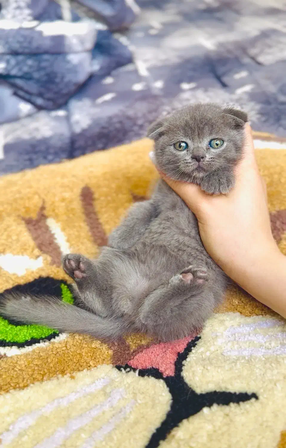 Blue گربه های|گربه|تهران, تهرانسر مرکزی|دیوار