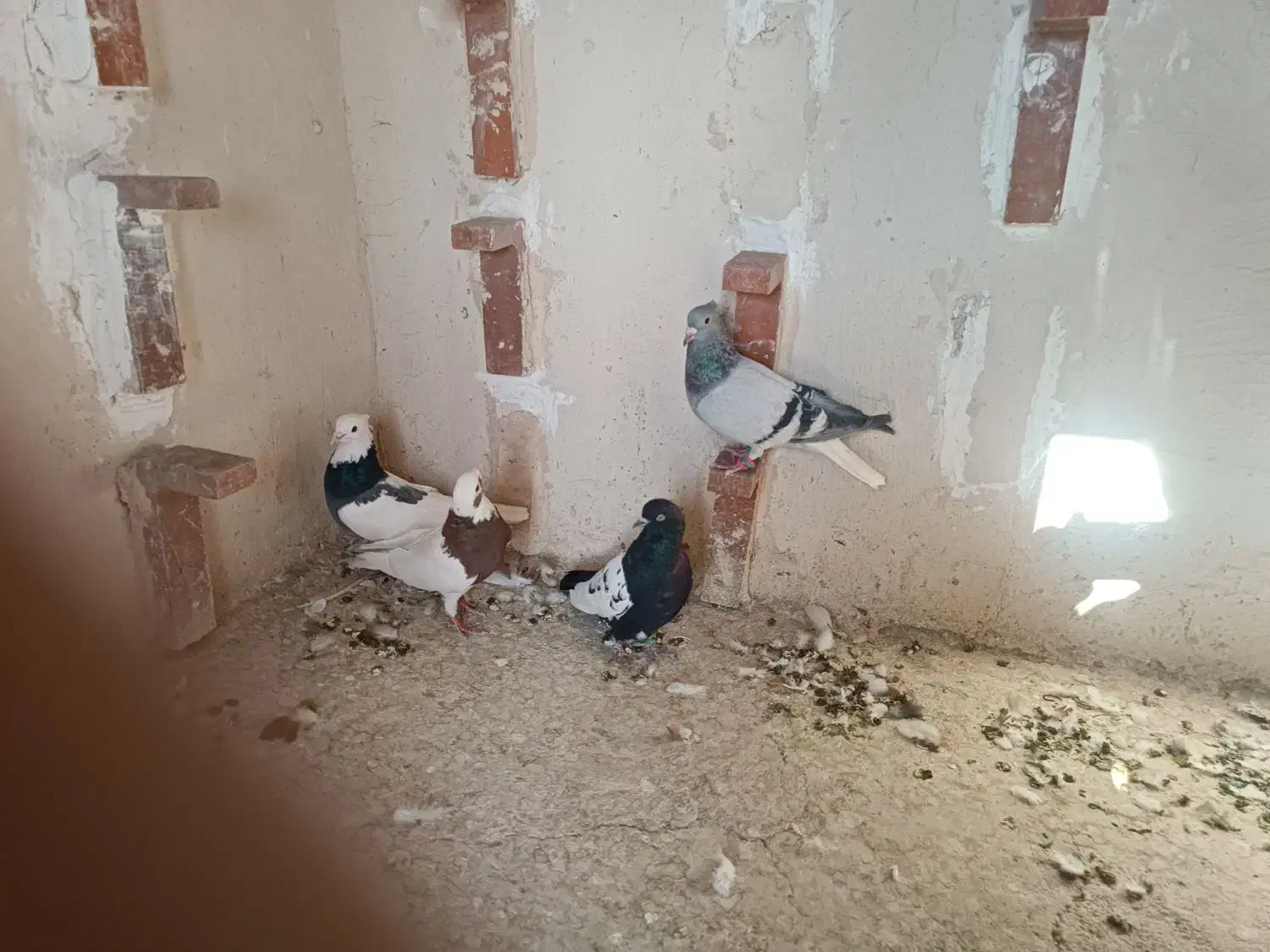 چند عدد کبوتر نر|پرنده|رفسنجان, |دیوار