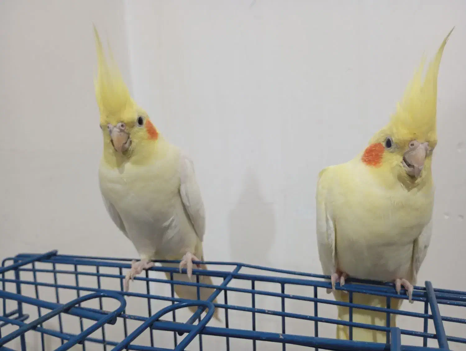 یه جفت عروس هلندی وبا دوتا جوجه وسایل کامل|پرنده|اهر, |دیوار