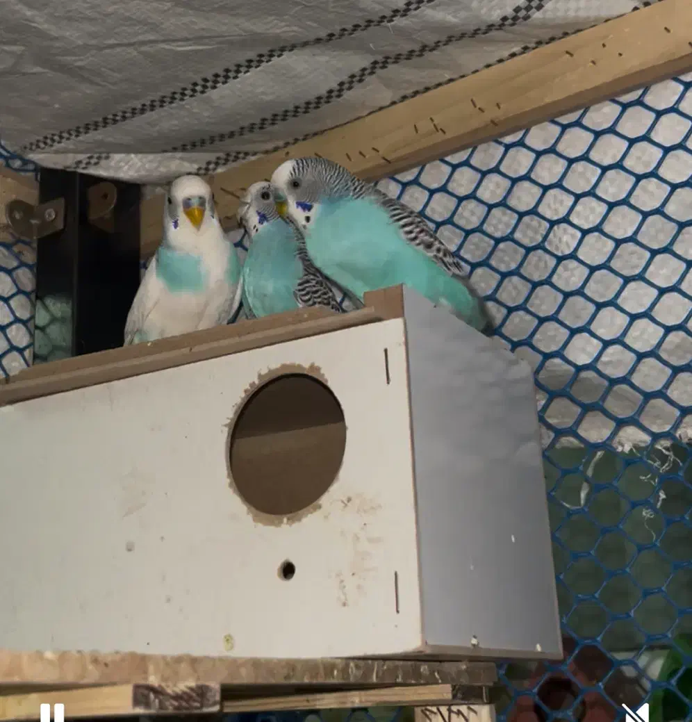 مرغ عشق|پرنده|یزد, |دیوار