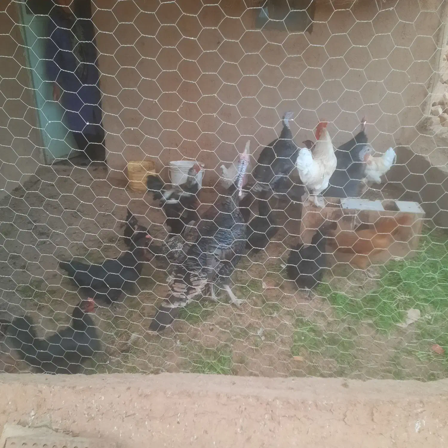 مرغ وخروس ،بوقلمون، بلدرچین|حیوانات مزرعه|بشاریات, |دیوار