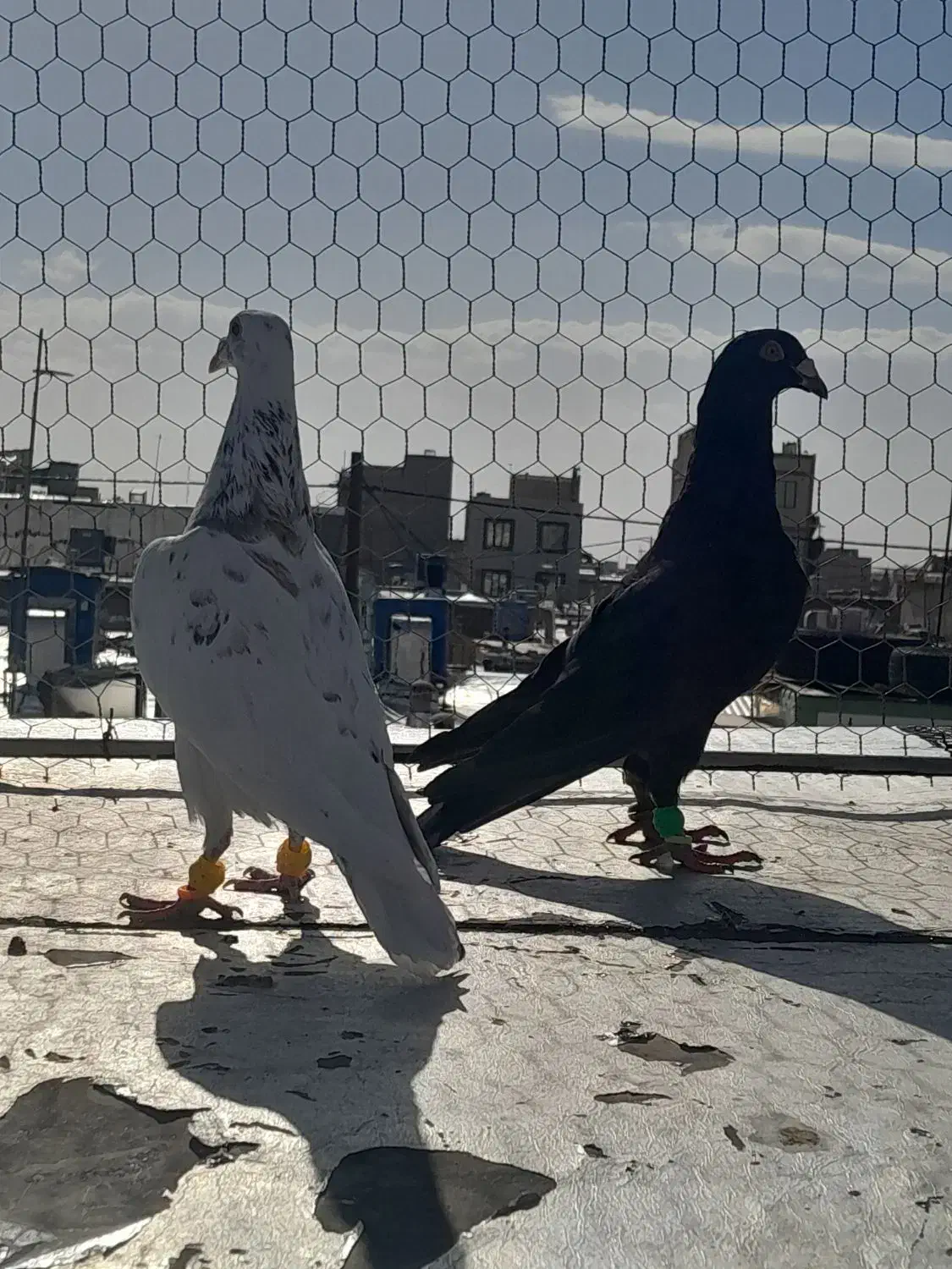 یه جفت هفرنگ|حیوانات|قزوین, |دیوار