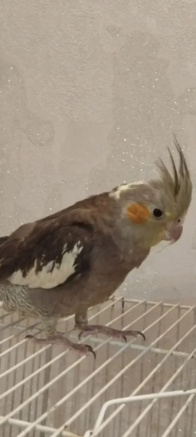 عروس هلندی|پرنده|مشهد, رده|دیوار