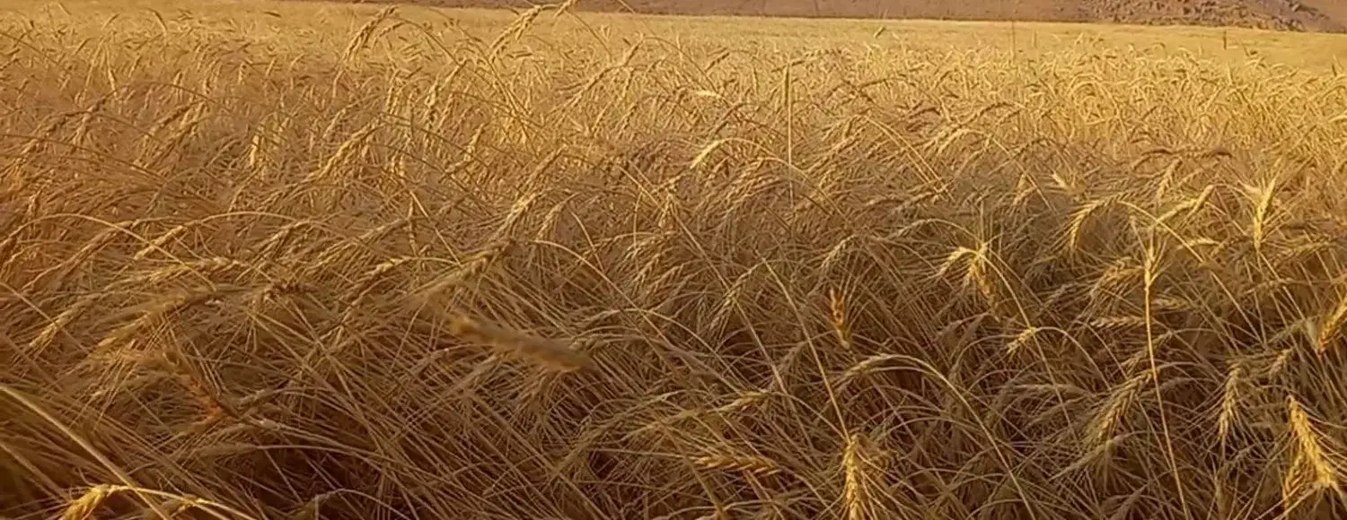 آرد گندم|خوردنی و آشامیدنی|قیدار, |دیوار