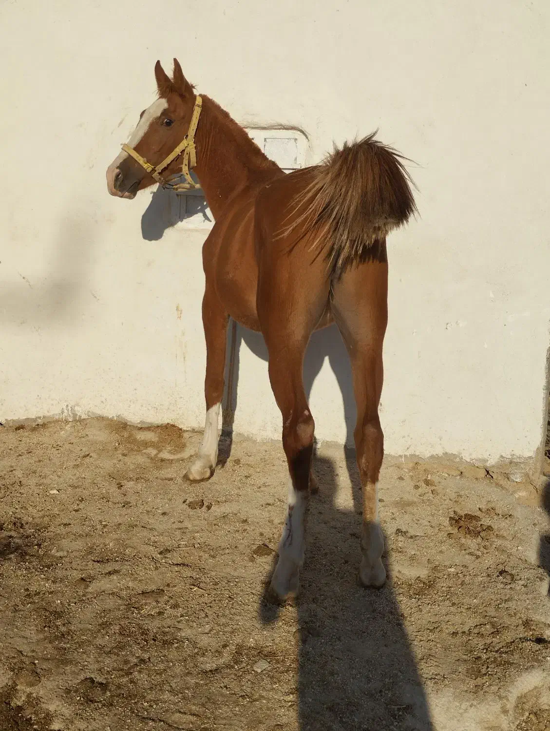 کره نریان از شاهزاده سین|اسب و تجهیزات اسب‌سواری|رونیز, |دیوار