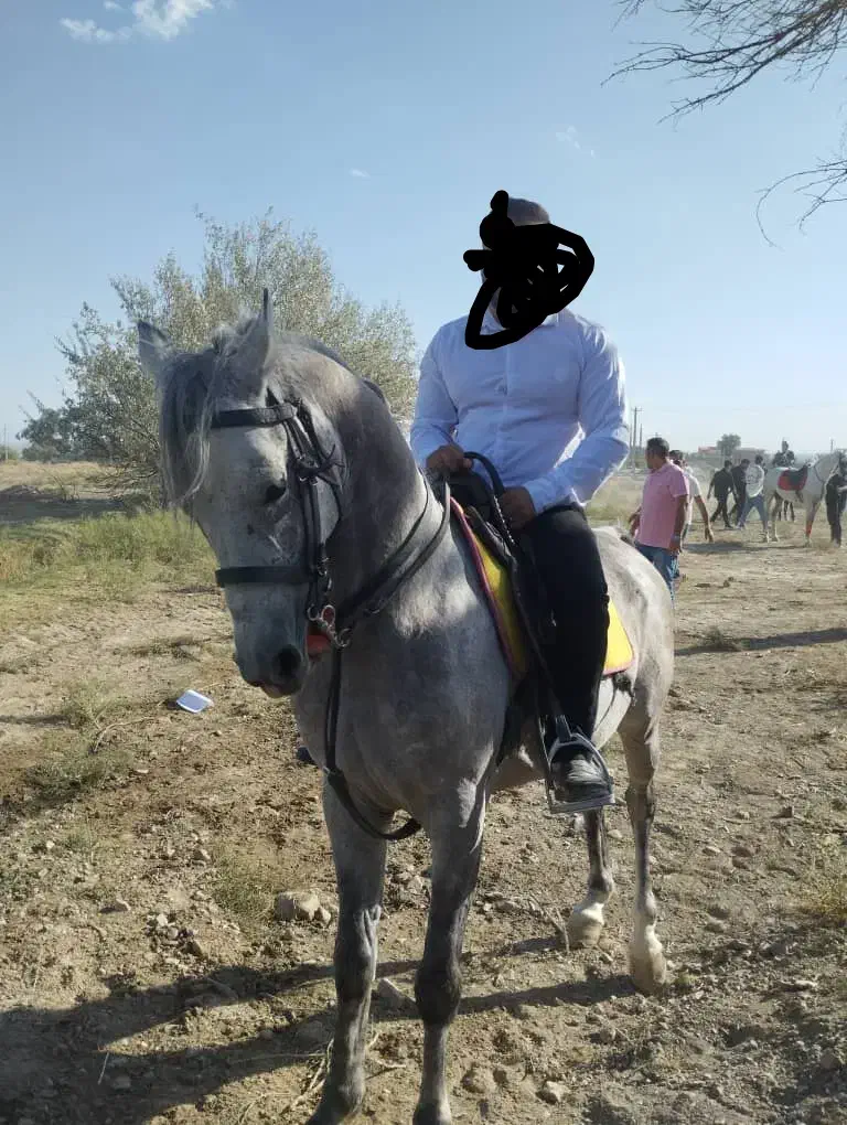 اسب|اسب و تجهیزات اسبسواری|شبستر, |دیوار