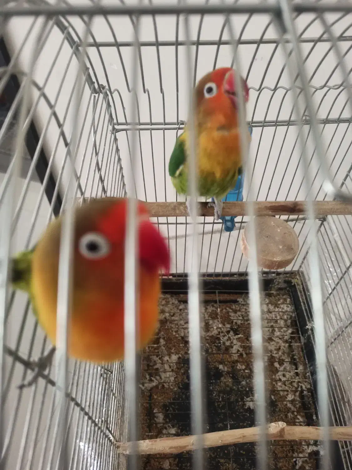 جفت کوتوله برزیلی|پرنده|مشهد, آزادشهر|دیوار