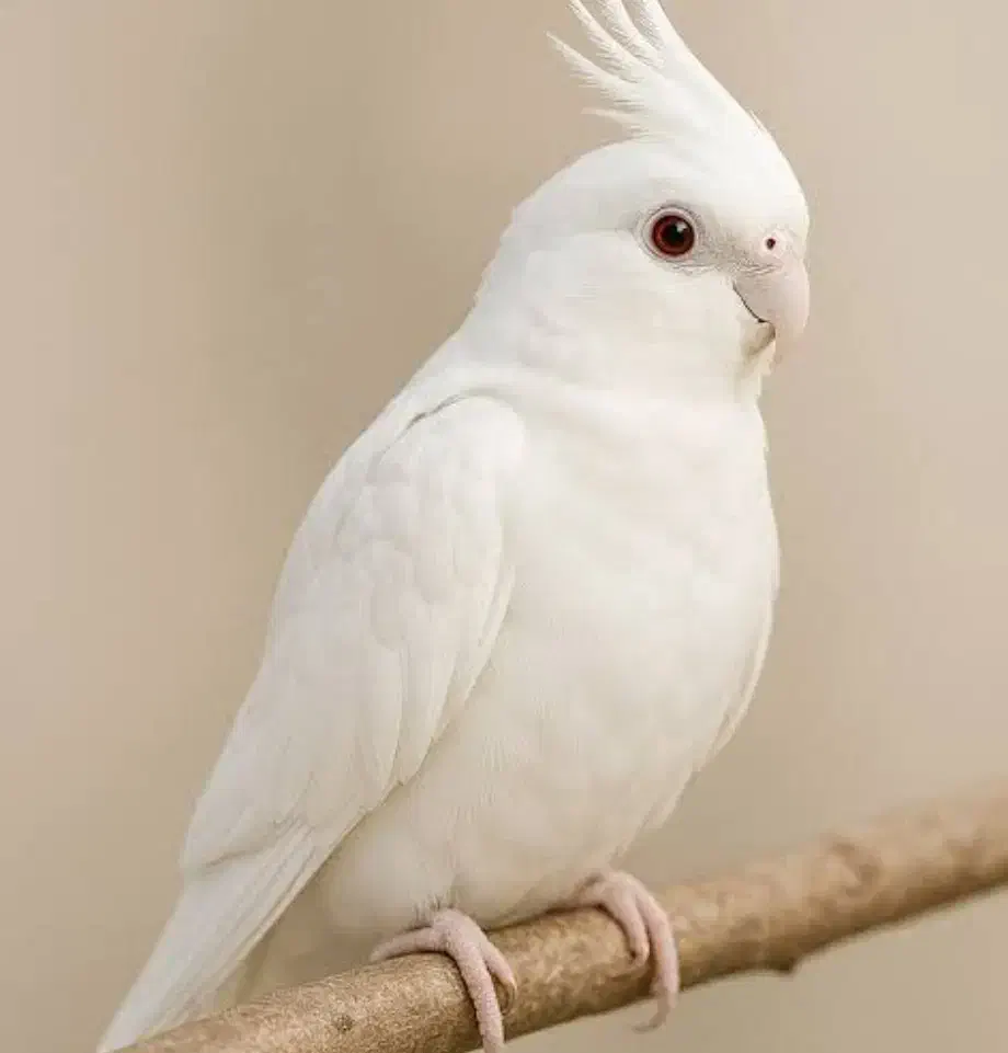 عروس هلندی یک جفت|پرنده|بندرعباس, |دیوار