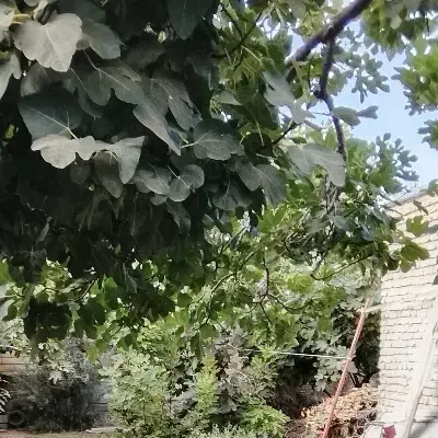 خانه ویلایی و یک هکتار زمین|فروش خانه و ویلا|طارم (زنجان), |دیوار