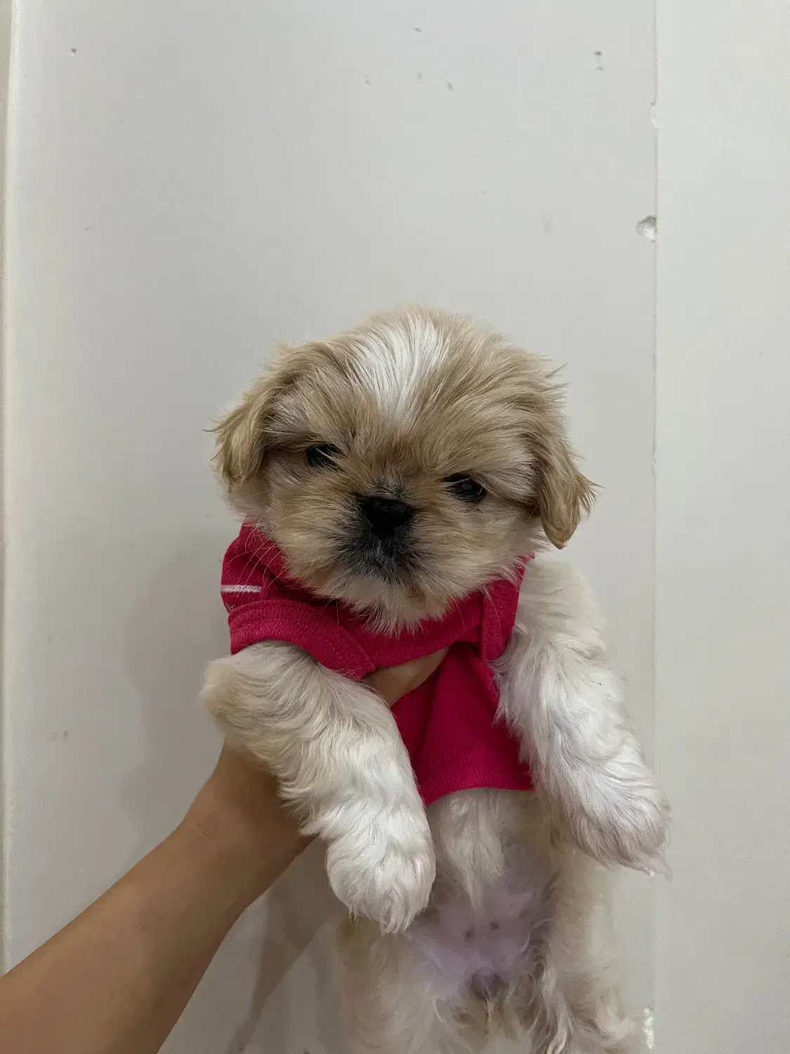 پیکینیز امپریال فوری|سگ|ری, اقدسیه|دیوار