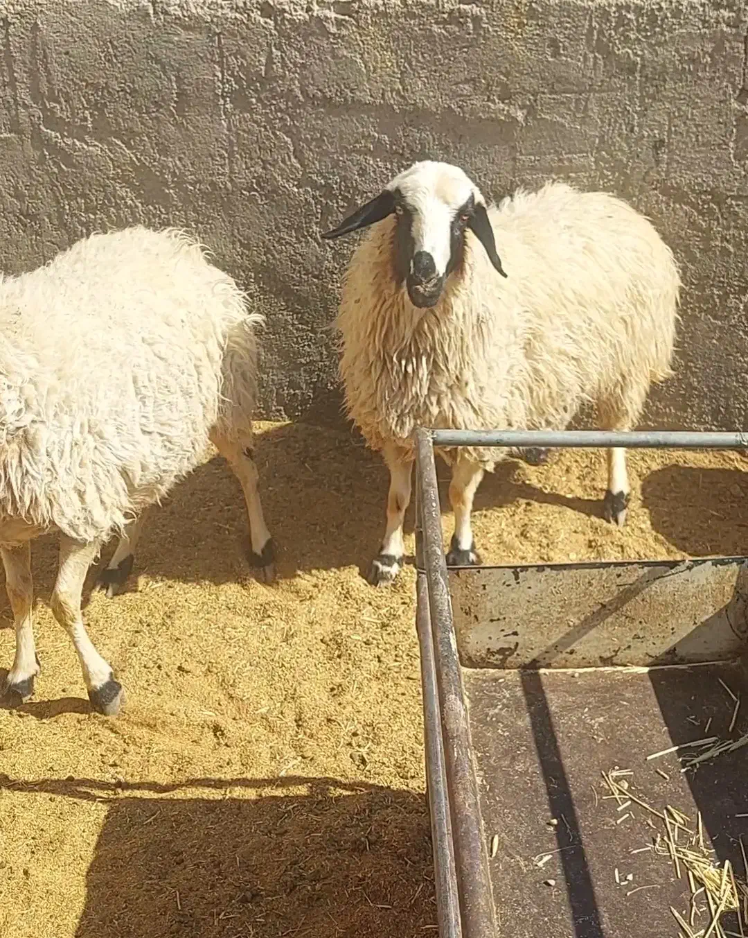 میش عراقی شکم اول و دوم|حیوانات مزرعه|بهمن صغاد, |دیوار