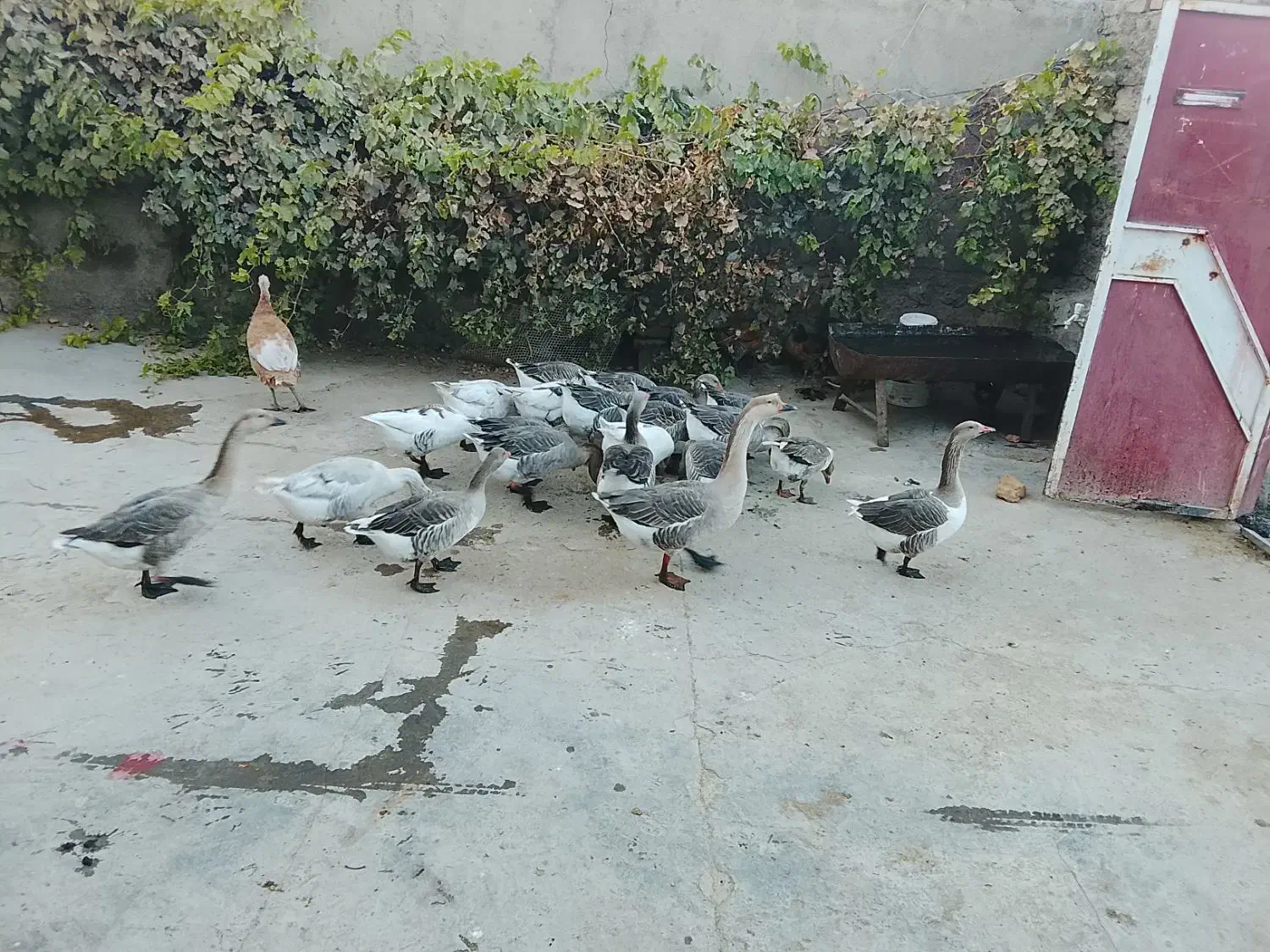 ۱۰عدد غو غاز چاقو چله|حیوانات مزرعه|بروجرد, |دیوار