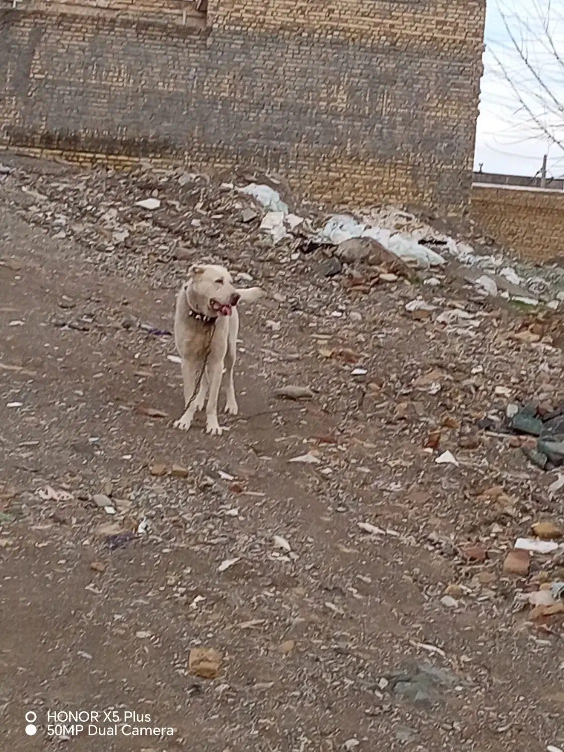 سگ فروشی|سگ|تربت‌حیدریه, ده پائین|دیوار