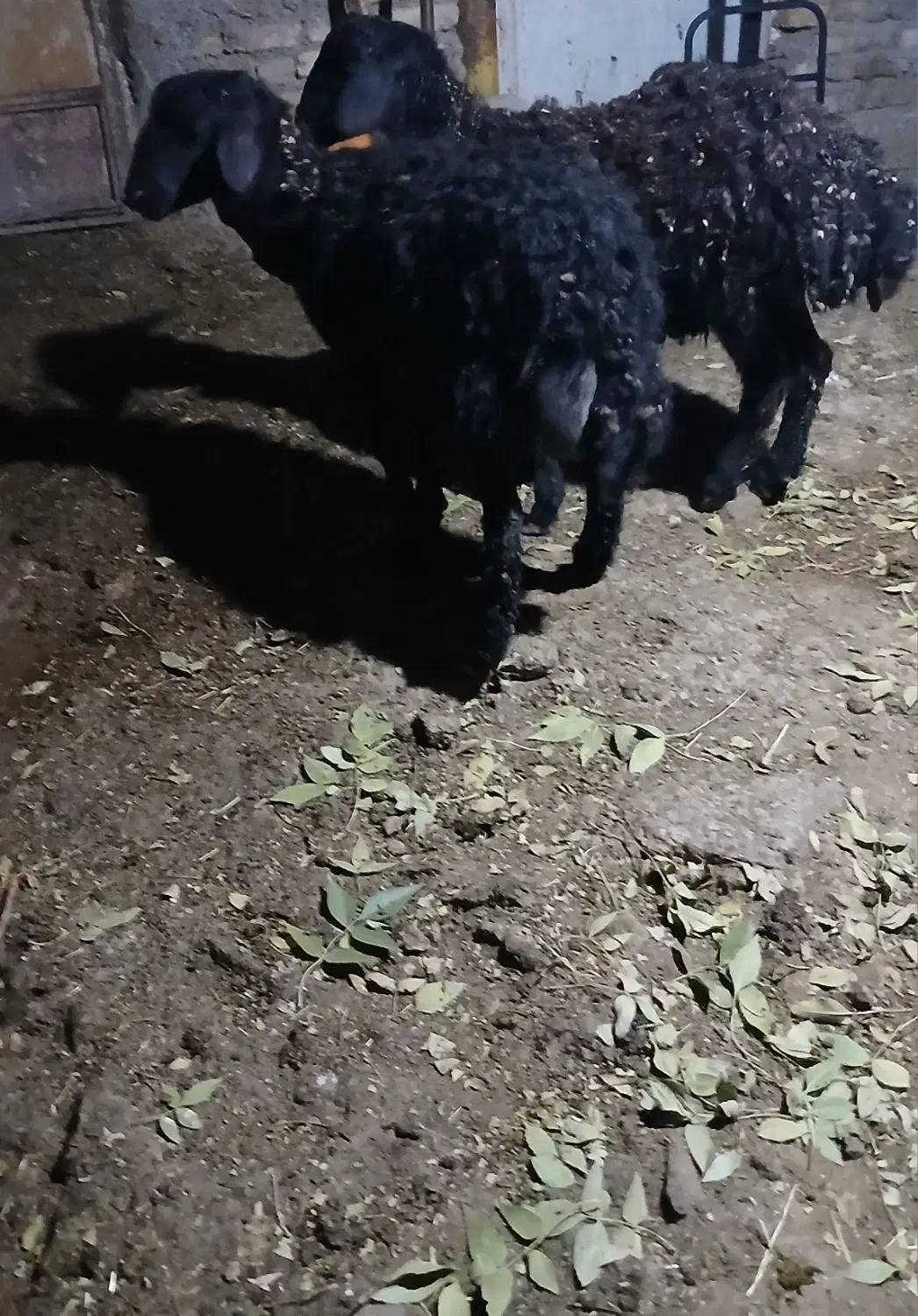 بره نرافشاری سبک درجه ۱|حیوانات مزرعه|زاغه, |دیوار