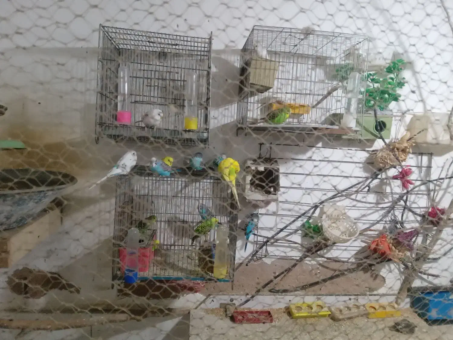 مرغ عشق مولود همه باهم فروش میره تکی ندارم|پرنده|اقبالیه, |دیوار