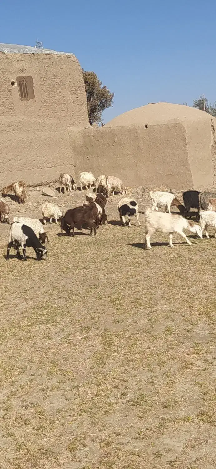 40تا بز با 4تانربز|حیوانات مزرعه|سبزوار, رباط|دیوار