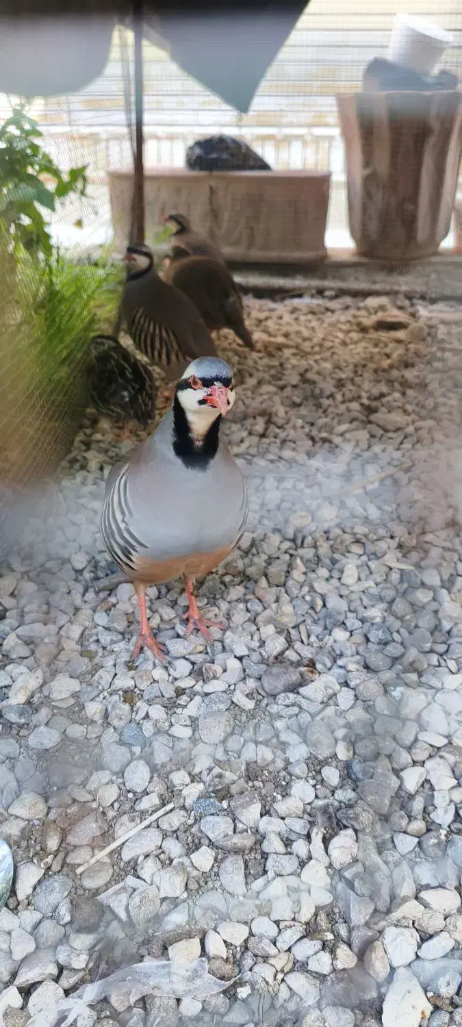 پرنده|پرنده|هندیجان, |دیوار