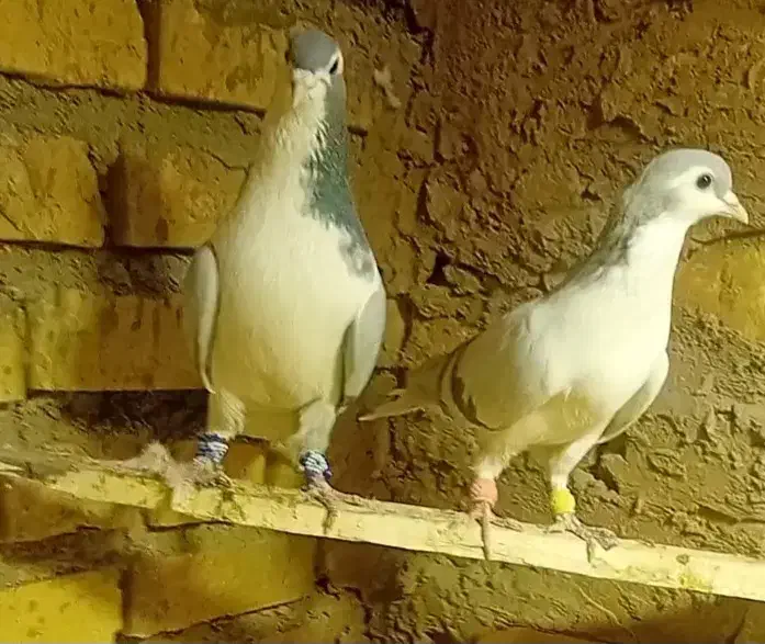 کفتر نرماده|پرنده|بردسکن, |دیوار