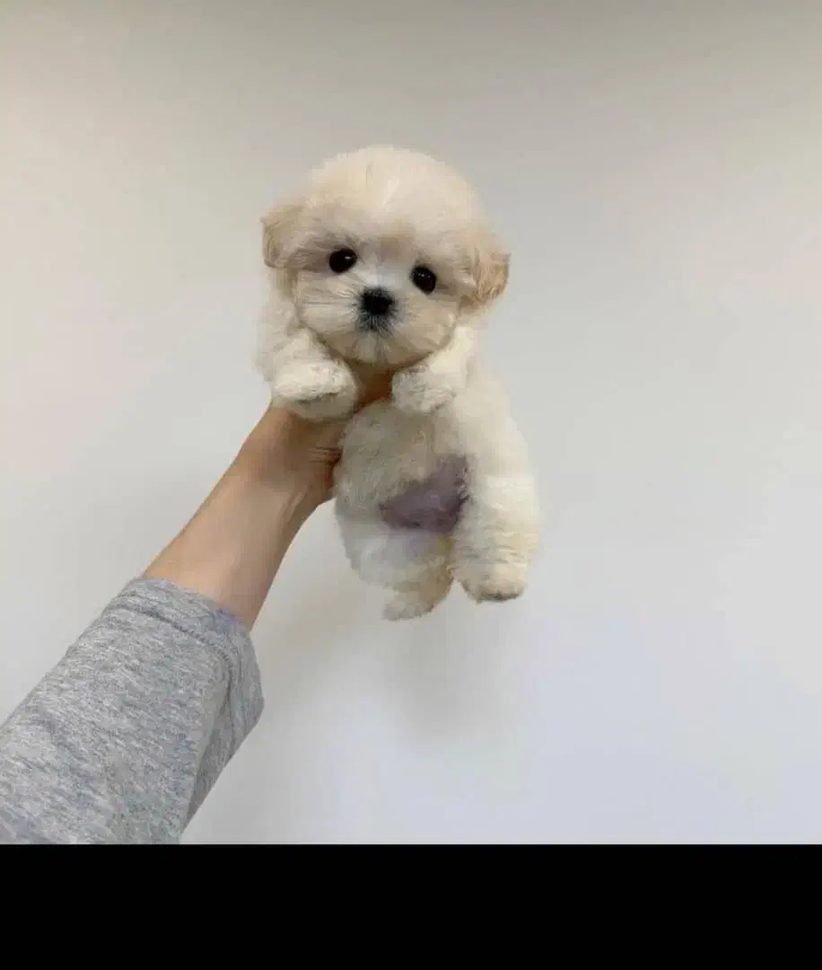 فوضول های رنگارنگ رسید|سگ|شیراز, شهرک گلستان|دیوار