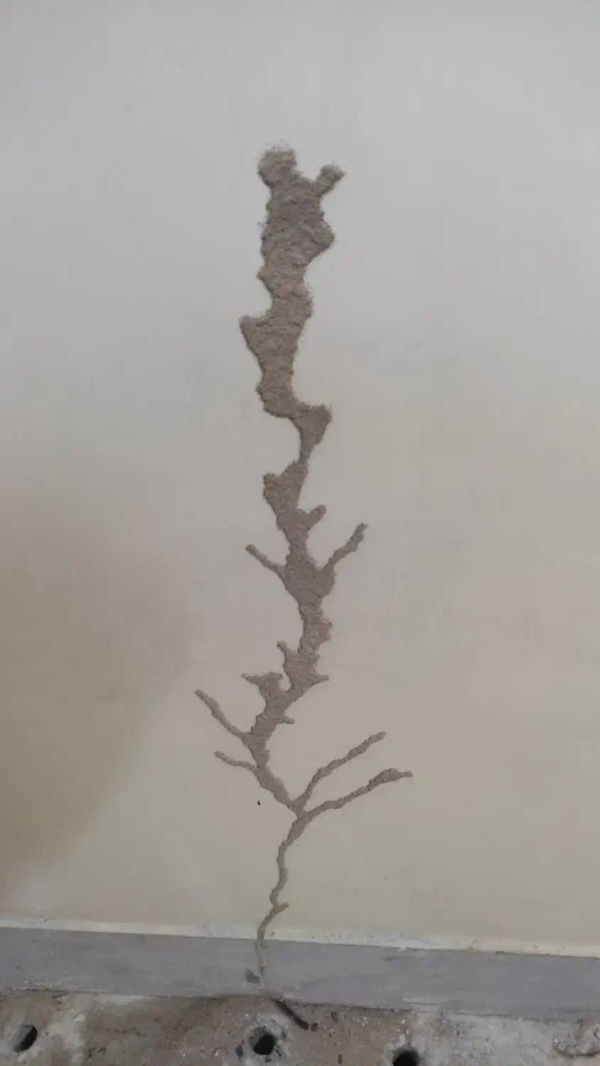 سمپاشی سوسک کابینت ،ساس ،موریانه|خدمات نظافت|دزفول, |دیوار