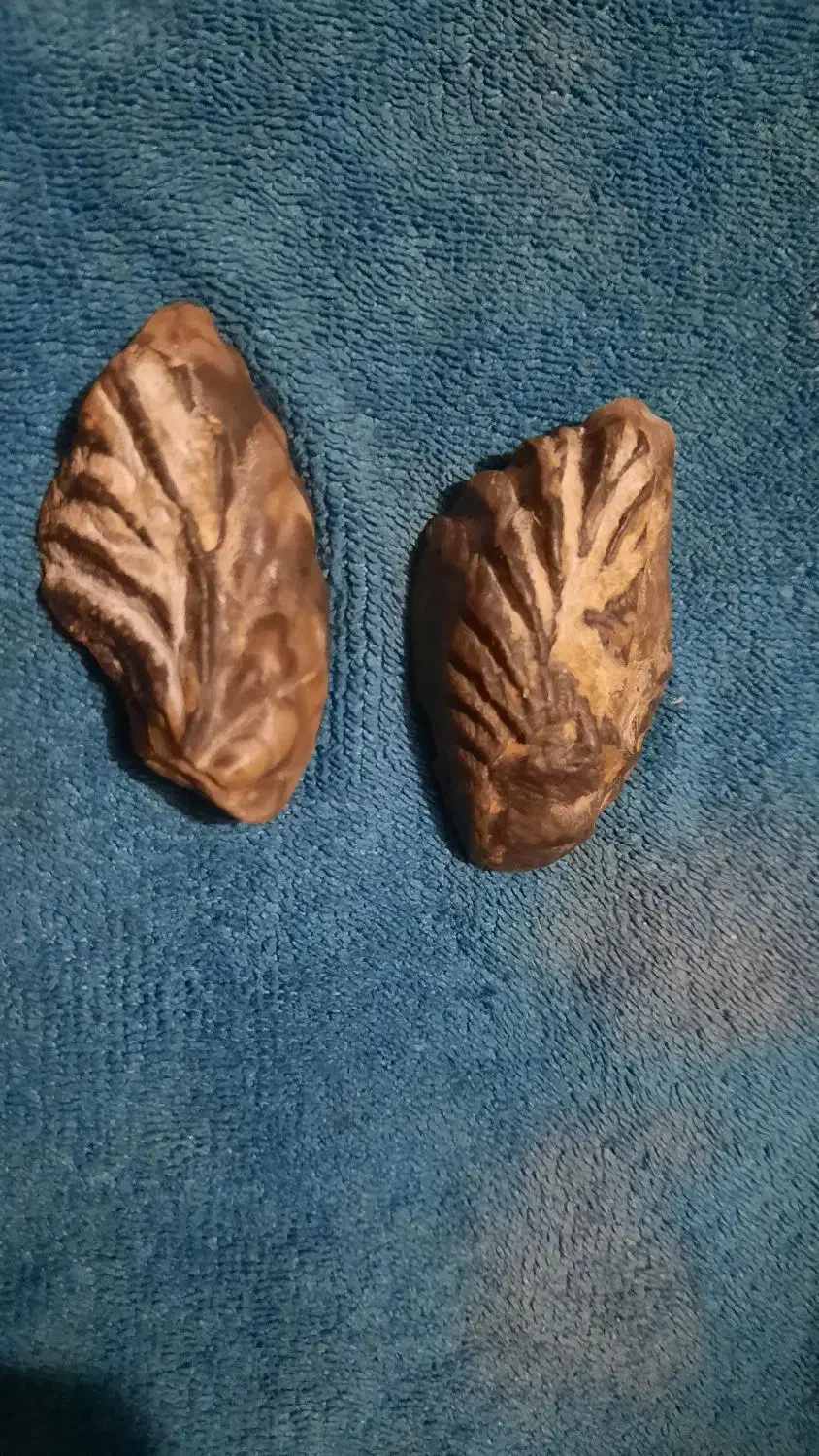 فسیل صدف دوطرفه|کلکسیون اشیاء عتیقه|کوهدشت, |دیوار