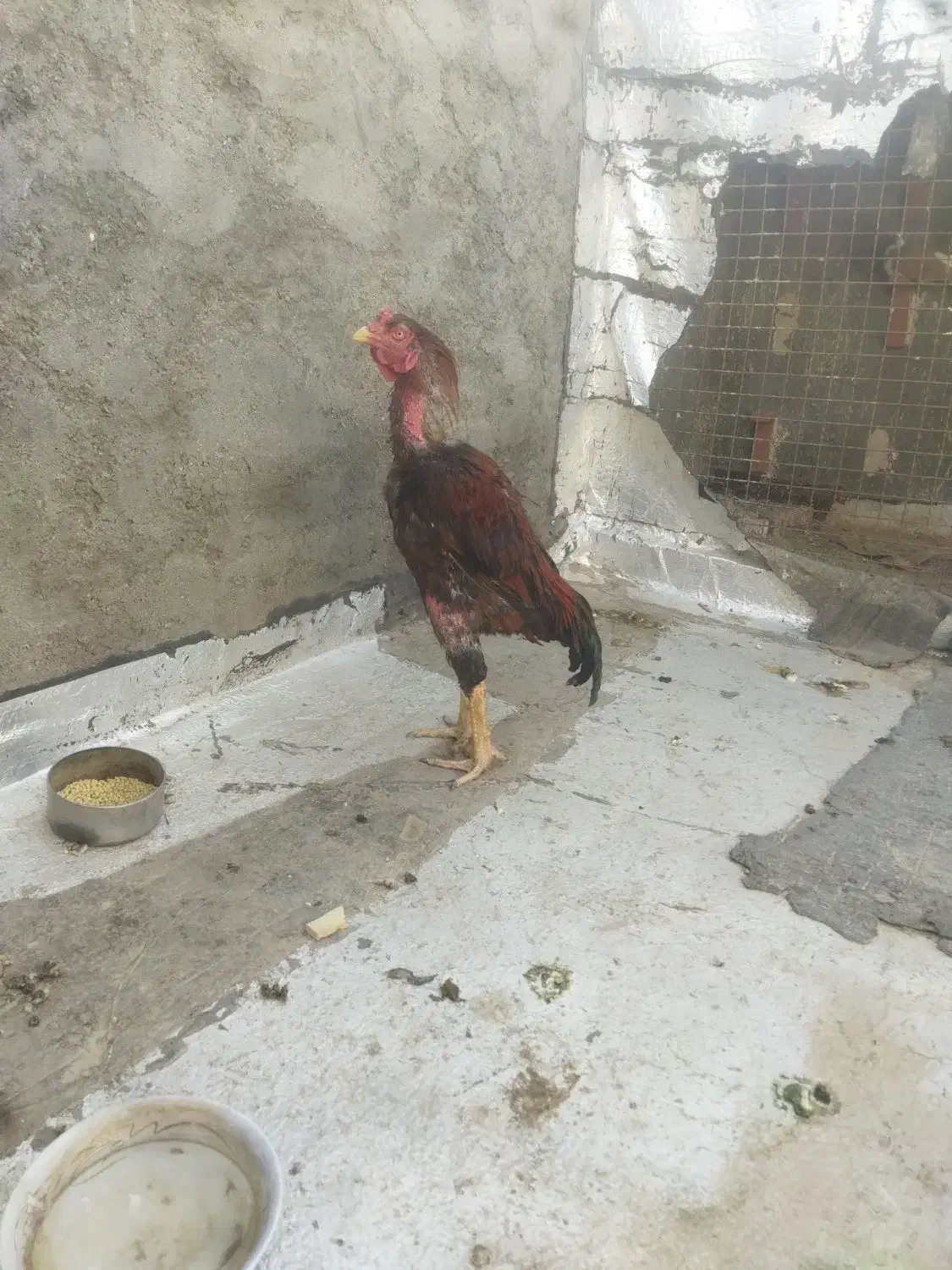 خوروس لاری اصل افغان|حیوانات مزرعه|تربتحیدریه, پیشکوه|دیوار