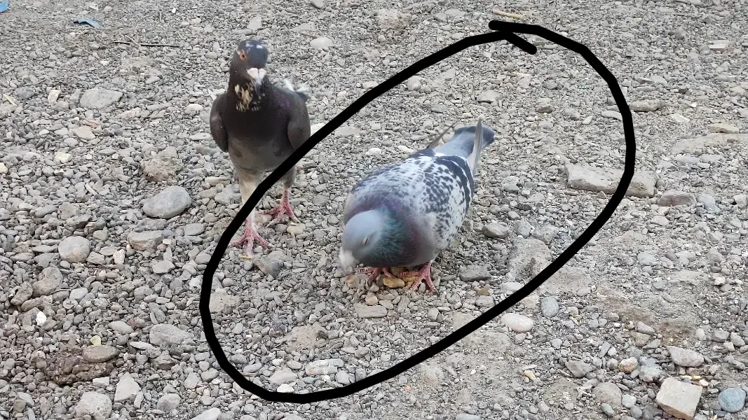 پلاکی مگسی|پرنده|رودان, |دیوار