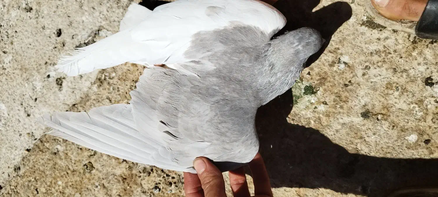 کبوتر شهری یال چپ الماسی گلدار|پرنده|شیراز, شهرک جماران|دیوار