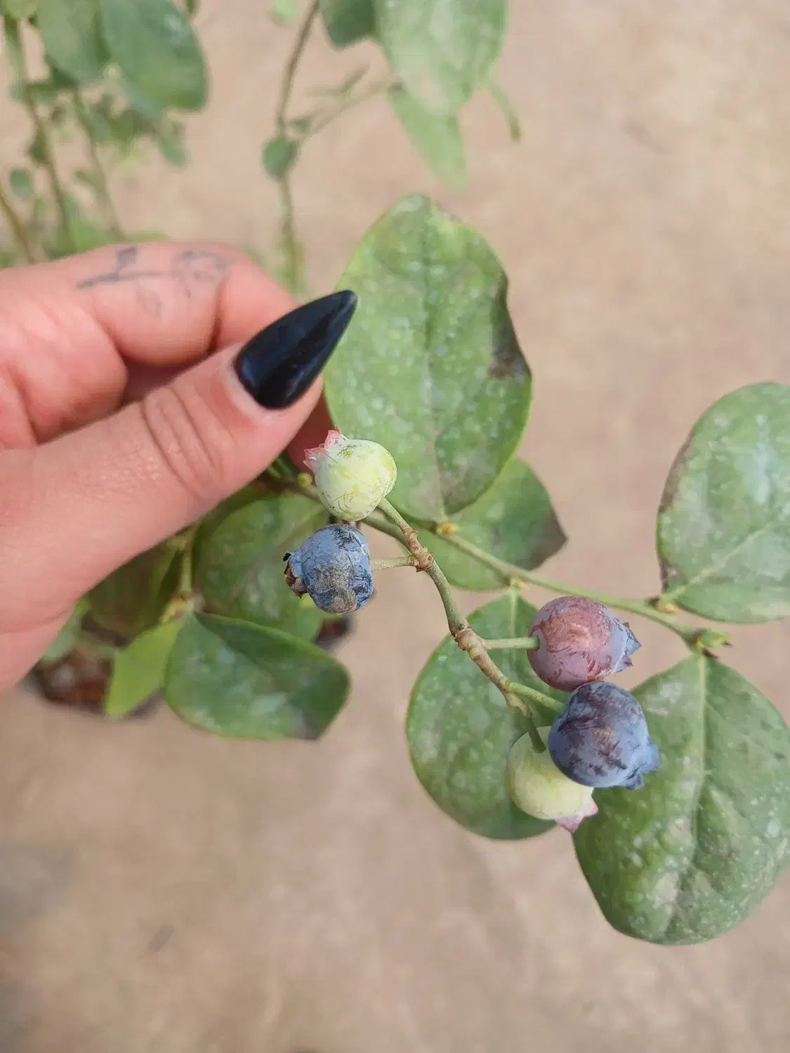 نهال بلوبری امرالد آمریکایی پربار و لوکس و پرسود|خدمات باغبانی و درختکاری|رشت, منظریه|دیوار