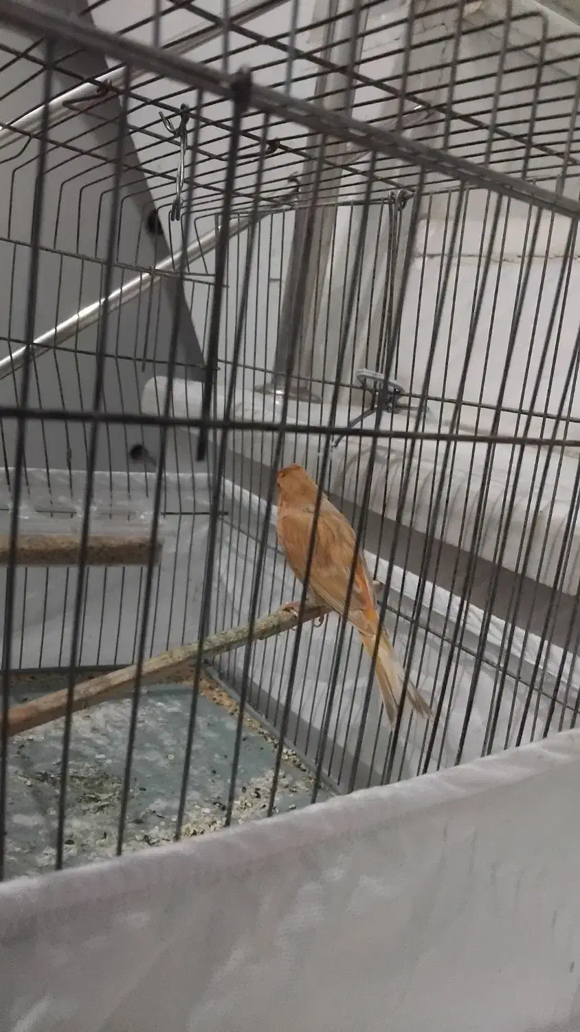 قناری ماده|پرنده|کرمانشاه, |دیوار