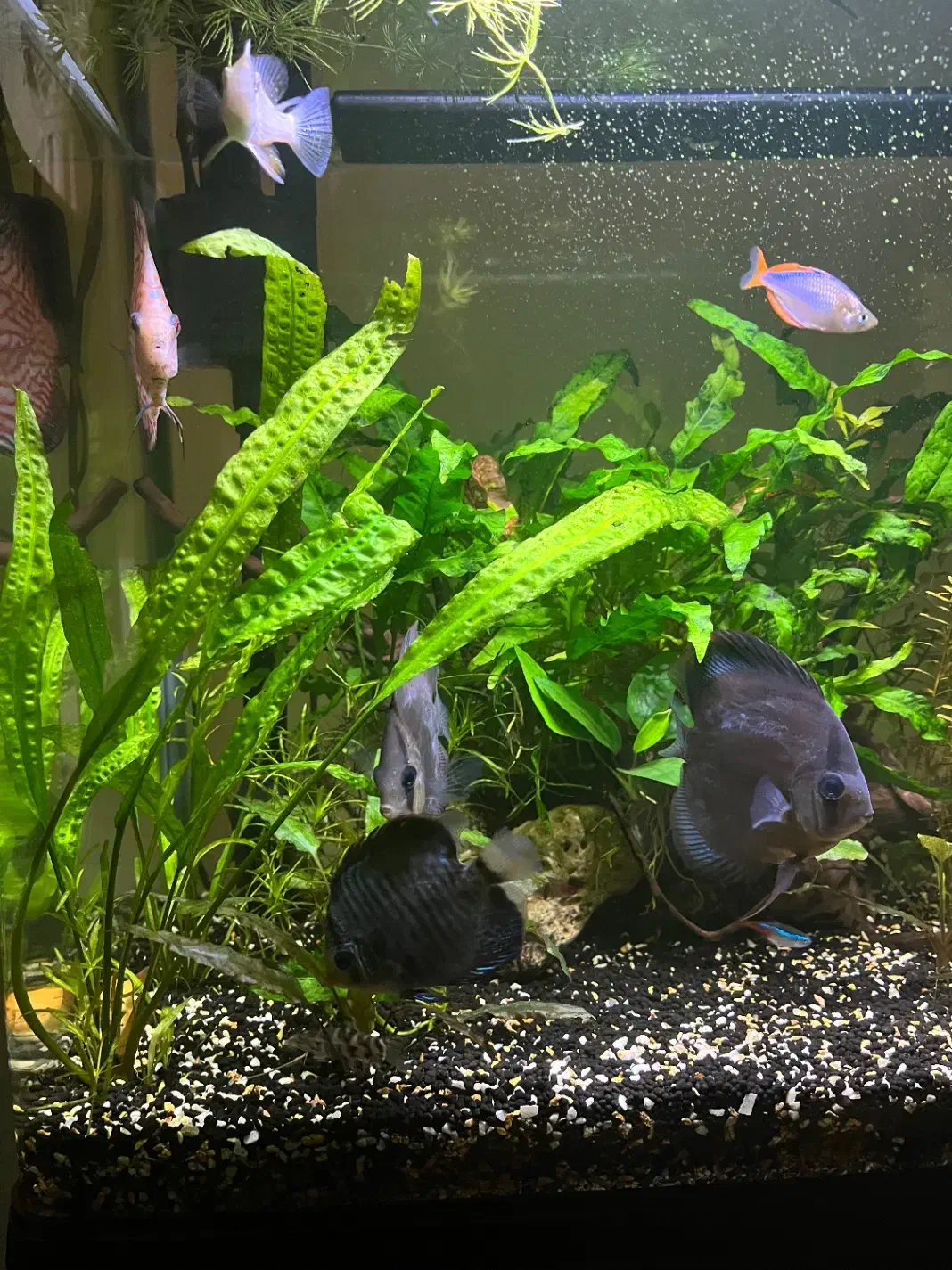 چهار عدد ماهی دیسکس ماهی زینتی Discus|ماهی|اصفهان, باغ فردوس|دیوار