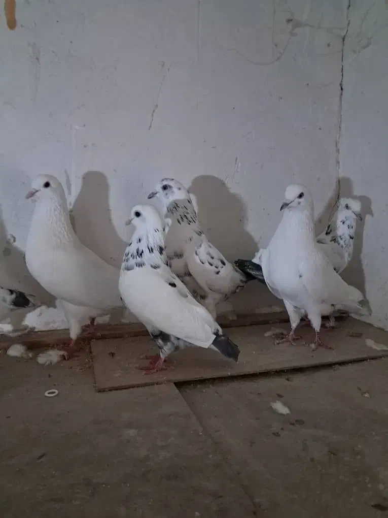 کبوتر پرشی|حیوانات|سنگر, |دیوار