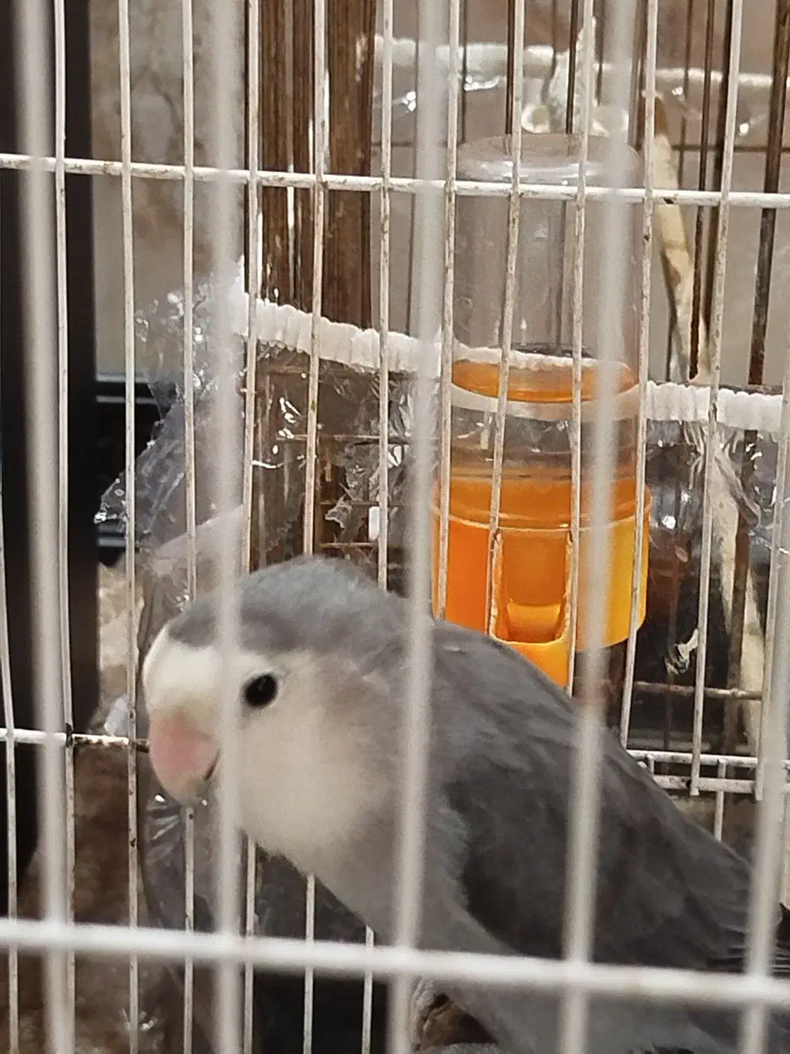 جفت کوتوله برزیلی|پرنده|مشهد, کارمندان دوم|دیوار