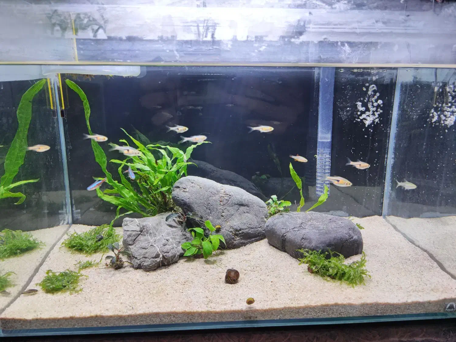 اکواریوم ریملس apa|ماهی|سنقر, |دیوار