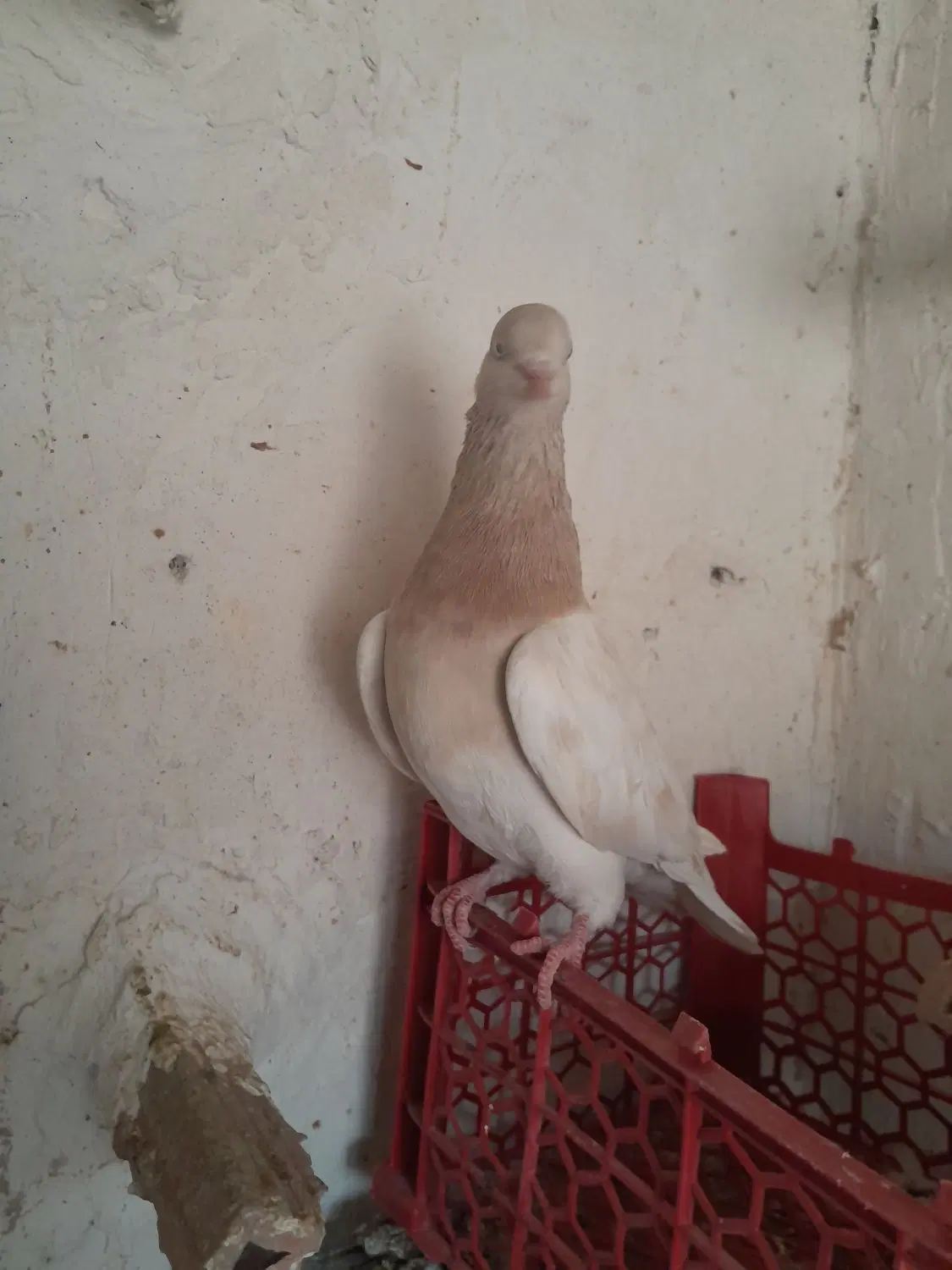 کله|پرنده|شیروان (خراسان), |دیوار