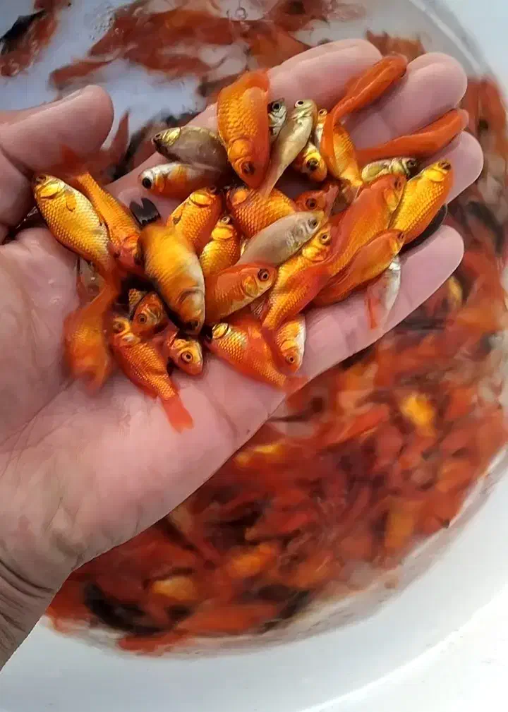 ماهی قرمز .  ماهی گلی|ماهی|قروه, |دیوار