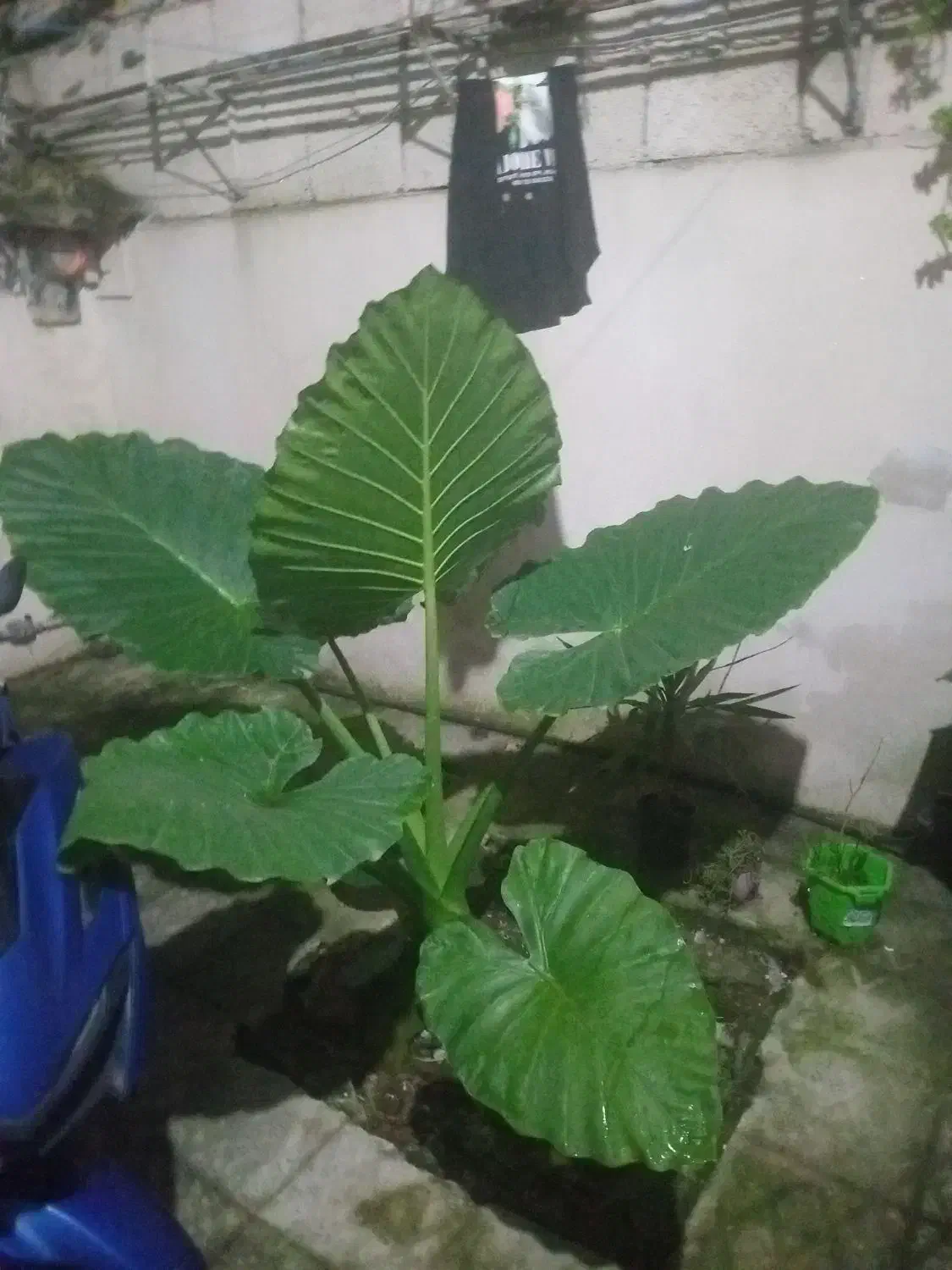 فروش گل|گل و گیاه طبیعی|لنگرود, |دیوار