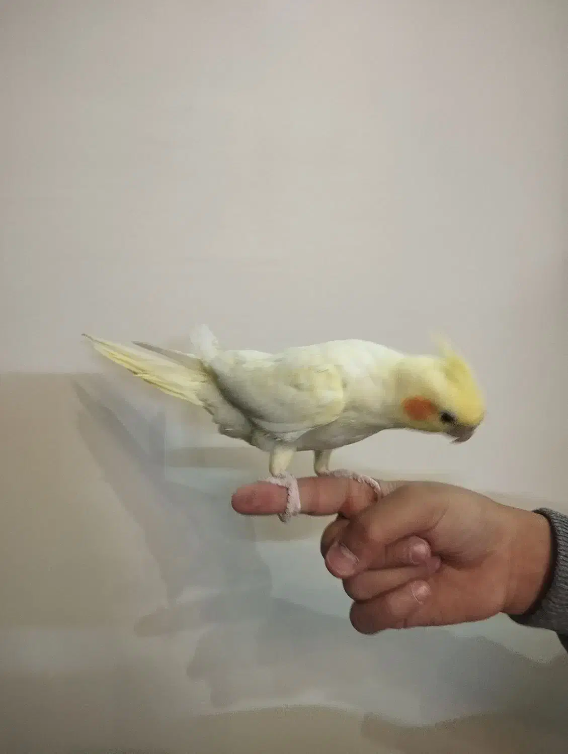 جوجه عروس سه ماهه|پرنده|شاهینشهر, گرگاب|دیوار