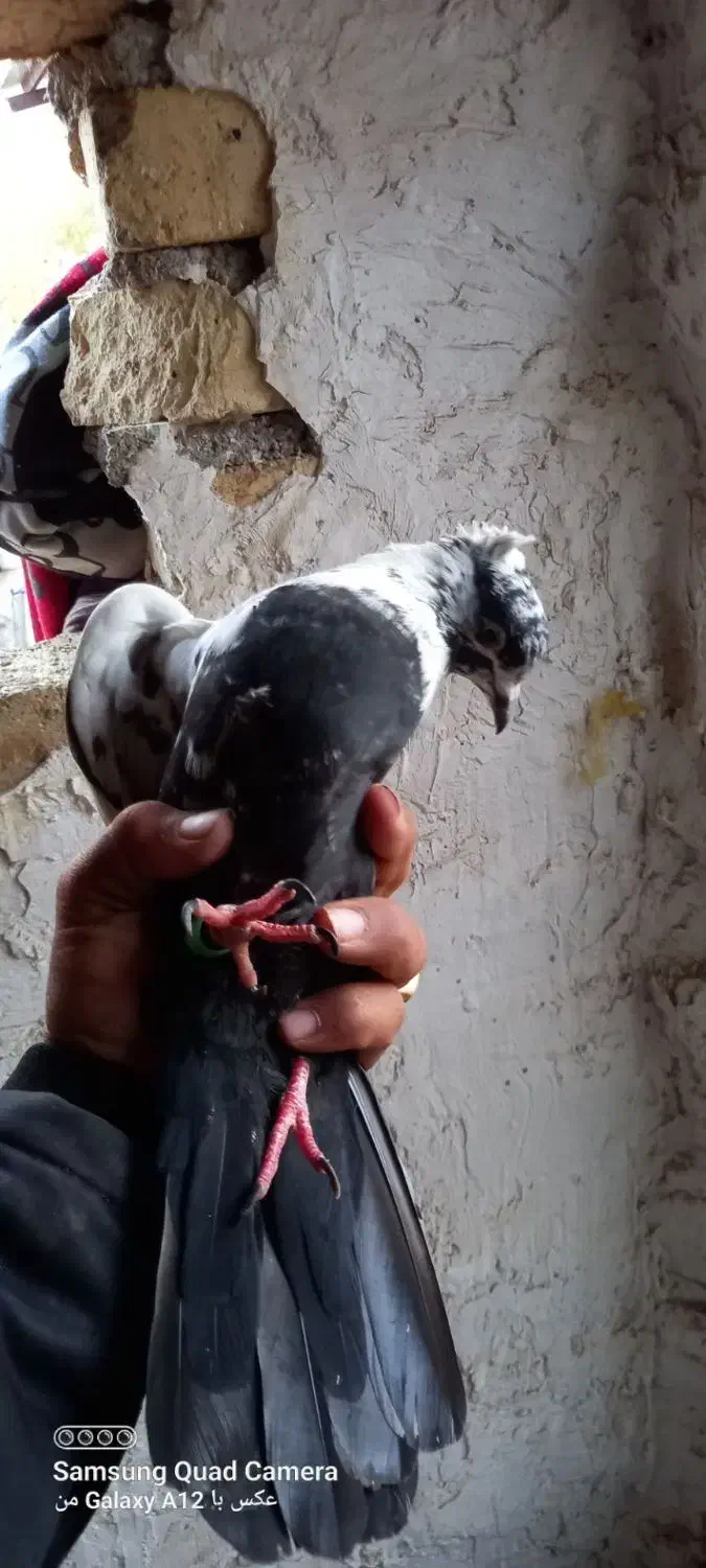 پرنده|پرنده|بروجرد, |دیوار