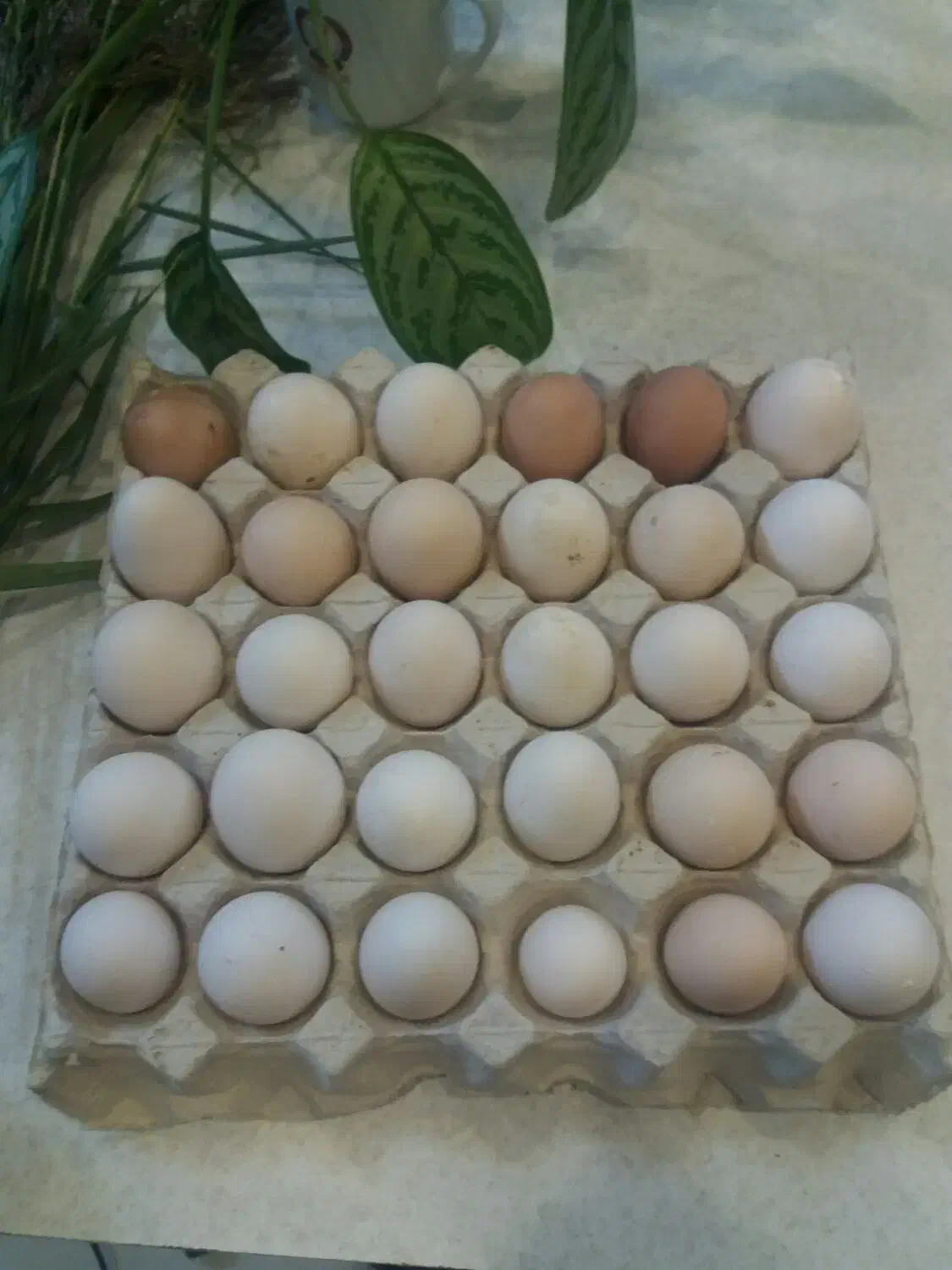 تخم مرغ نطفه دار گلین|حیوانات مزرعه|قم, بیانی|دیوار