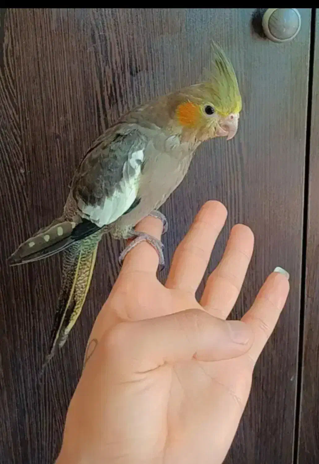 عروس هلندی|پرنده|شیراز, منطقه هوایی شهید دوران|دیوار