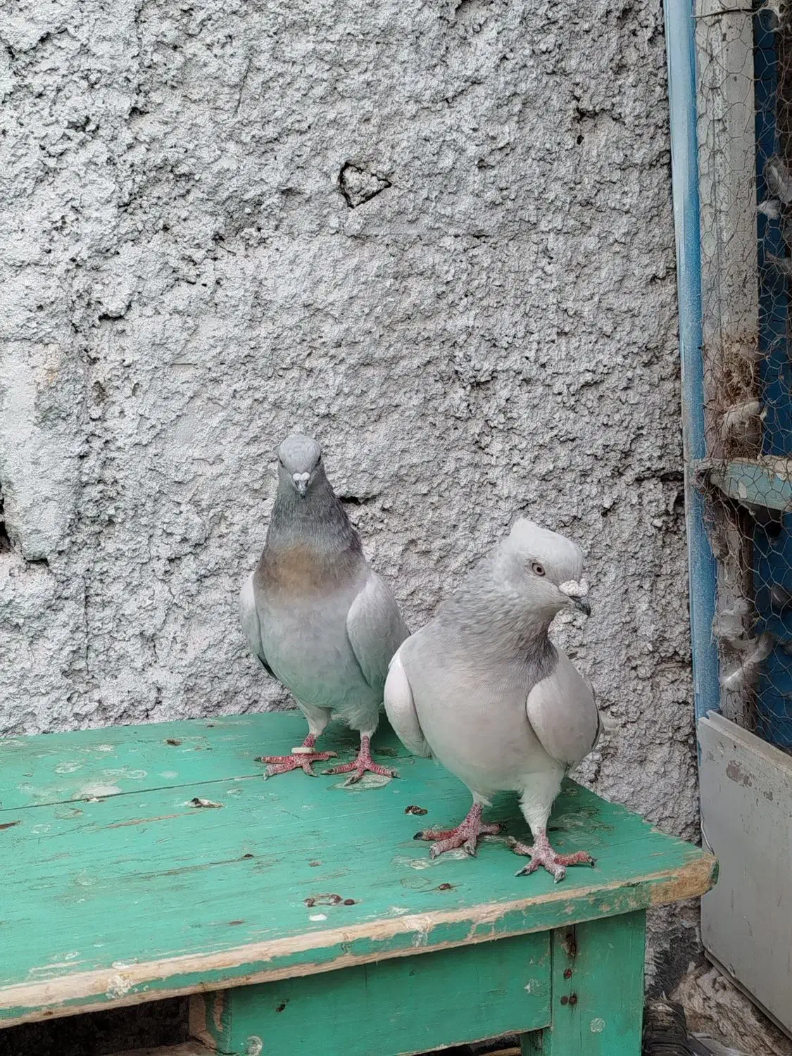 کفتر یا کبوتر|پرنده|تربتحیدریه, ۴۵ متری|دیوار