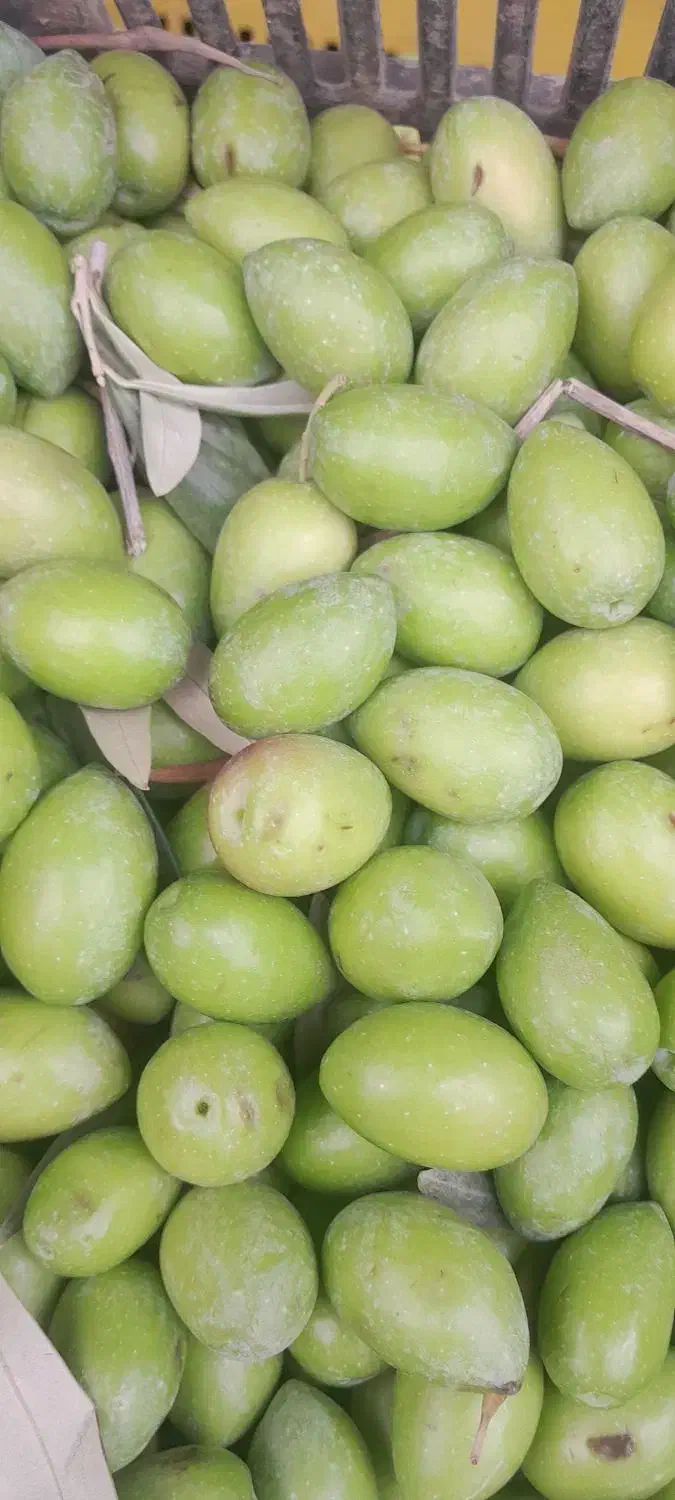 زیتون طارم شکستن با دستگاه رایگان|خوردنی و آشامیدنی|رشت, نظری|دیوار